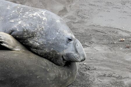 Elephant Seals, Mirounga Leonina, Antarctic Peninsula Antarcticaの写真素材
