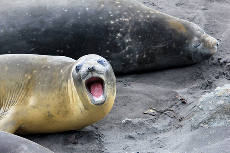Elephant Seals, Mirounga Leonina, Antarctic Peninsula Antarcticaの写真素材