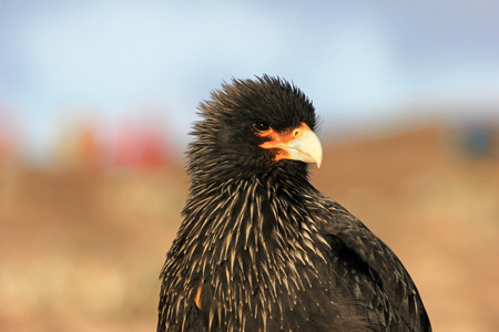 Striated Caracara, phalcoboenus australis, Falkland Islands Islas Malvinasの写真素材