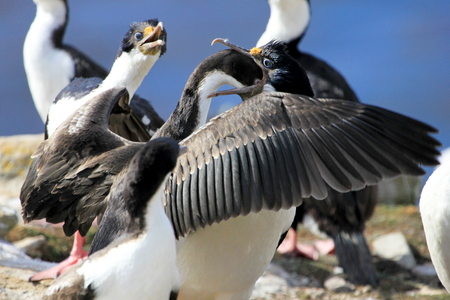 Imperial Shag Cormorant, phalacrocorax atriceps, Falkland Islands, Islas Malvinasの写真素材