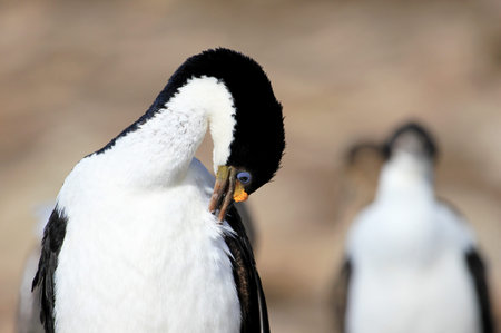 Imperial Shag Cormorant, phalacrocorax atriceps, Falkland Islands, Islas Malvinasの写真素材