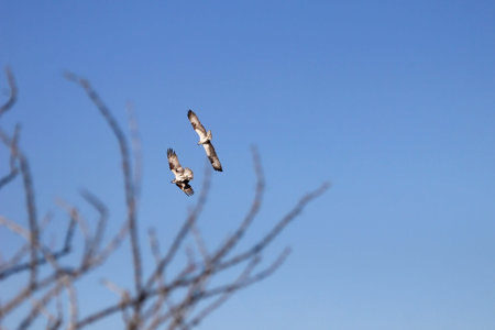 Osprey, Pandion haliaetus bird, Baja California Mexico Americaの写真素材