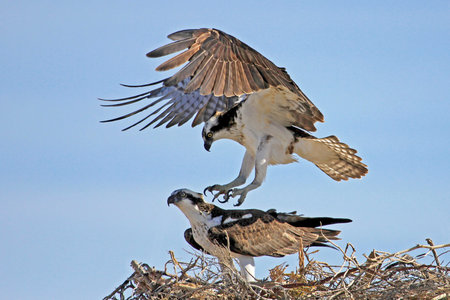 Osprey, Pandion haliaetus bird, Baja California Mexico Americaの写真素材