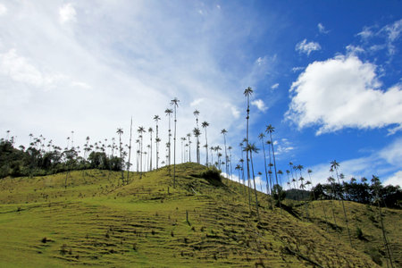 Landscape of wax palm trees in Cocora Valley near Salento, Colombia, South Americaの写真素材