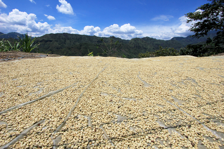 Coffee beans drying in the sun. Coffee plantations on the mountains of San Andres, Tierradentro, Colombia, South Americaの写真素材