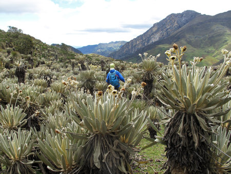 Hiker in colombian paramo highland of Cocuy National Park, surrounded by the beautiful Frailejones plants, Espeletia, Colombia, South Americaの写真素材
