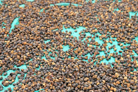 Coffee beans drying, near El Jardin, Antioquia, Colombia South Americaの写真素材