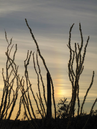 Ocotillo cactuses at sunset in Organ Pipe Cactus National Monument, Ajo, Arizona, USAの写真素材
