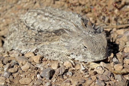 Well camouflaged Regal Horned Lizard in Organ Pipe National Monument, Ajo, Arizona, USAの写真素材