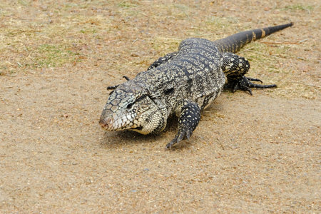 Argentine Black and White Giant Tegu, Tupinambis Merianae or Salvator Merianae, in Uruguayの写真素材