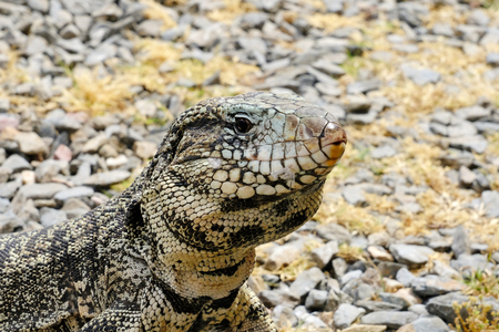 Argentine Black and White Giant Tegu, Tupinambis Merianae or Salvator Merianae, in Uruguayの写真素材