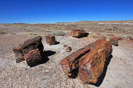 Petrified tree trunks in Petrified Forest National Park, Arizona, USAの写真素材