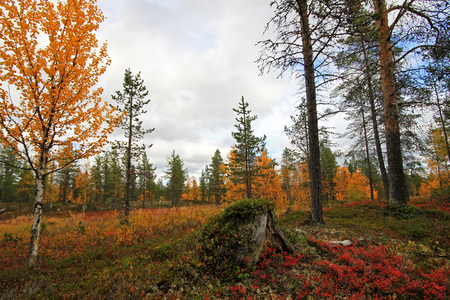 Colorful Indian Summer trees and forest in Finland, Europeの写真素材