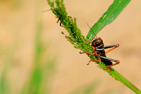 Black, orange red grasshopper, Gran Chaco, Paraguay South Americaの写真素材
