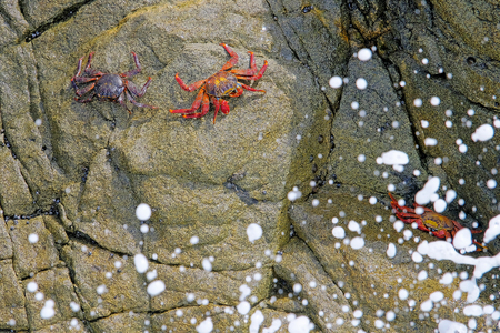 Beautiful Sally Lightfoot Crab, Grapsus grapsus, on rocks, Pacific Ocean Coast, Tocopilla, Chile, South Americaの写真素材