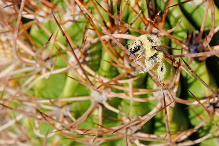 A bee, completely covered with yellow pollen, sitting on the thorns of a cactus, Argentina, South Americaの写真素材