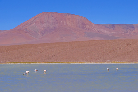 Andean Flamingos, phoenicoparrus andinus, feeding at Laguna Brava near Paso Pircas Negras, Argentina, South Americaの写真素材