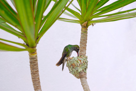 Female Glittering-Bellied Emerald hummingbird, Chlorostilbon Lucidus, feeding her two chicks in their nest, Brazil, South Americaの写真素材