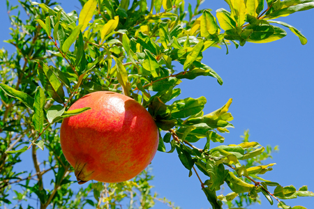 Beautiful organic ripe pomegranate fruits on green tree in the garden, San Juan, Argentina, South Americaの写真素材
