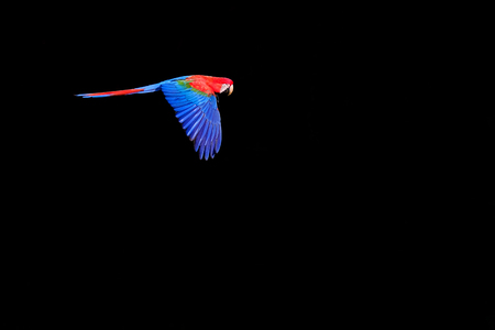 Flying Red And Green Macaw, Ara Chloropterus, Buraco Das Araras, near Jardim and Bonito, Pantanal, Mato Grosso do Sul, Brazil, South Americaの写真素材