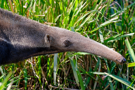 Giant Anteater, Myrmecophaga Tridactyla, also known as the Ant Bear, Matto Grosso Do Sul, Pantanal, Brazil, South Americaの写真素材