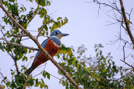 Female Ringed Kingfisher, Megaceryle Torquata, a large, conspicuous and noisy kingfisher bird, Mato Grosso, Pantanal, Brazil, South America. Also found in southern USA, Central America, South Americaの写真素材