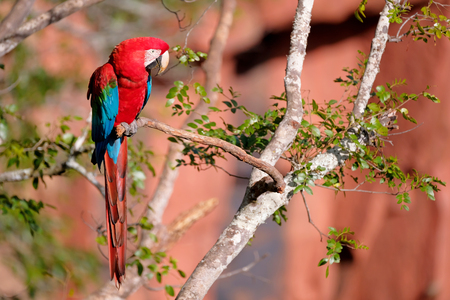 Red And Green Macaw, Ara Chloropterus, Buraco Das Araras, near Jardim and Bonito, Pantanal, Mato Grosso do Sul, Brazil, South Americaの写真素材