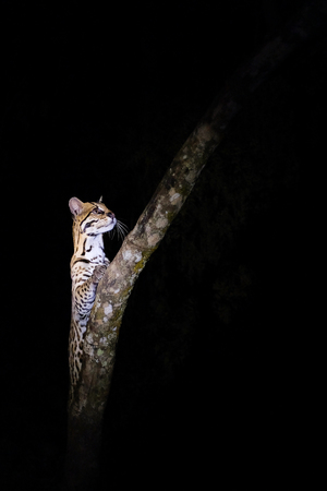 Very rare Ocelot, Leopardus Pardalis, at night, wild cat native to the United States, Mexico, Central and South America. Fazenda San Francisco, Miranda, Mato Grosso do Sul, Brazil, South Americaの写真素材