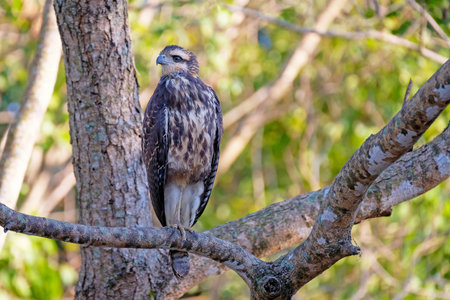 Immature Great Black Hawk, Buteogallus Urubitinga, a bird of prey in the family Accipitridae,...