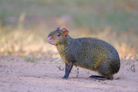 Agouti, aguti or common agouti, Dasyprocta, family of the Dasyproctidae, a rodent with brown fur, Mato Grosso Do Sul, Brazil, South Americaの写真素材