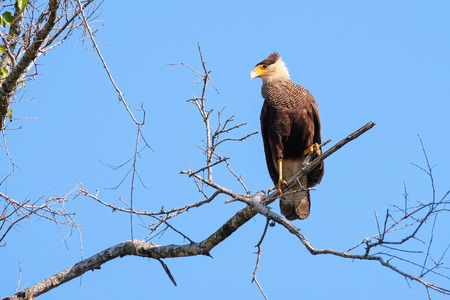 Southern Caracara, Caracara Plancus, perching on a branch in the forest, Mato Grosso, Pantanal, Brazil, South Americaの写真素材