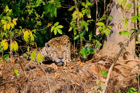 Jaguar, Panthera Onca, resting on a riverbank, Cuiaba River, Porto Jofre, Pantanal Matogrossense, Mato Grosso, Brazil South Americaの写真素材