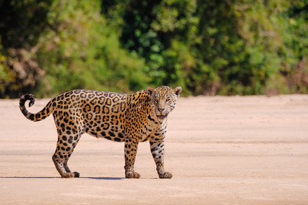 Jaguar, Panthera Onca, Female, Cuiaba River, Porto Jofre, Pantanal Matogrossense, Mato Grosso do Sul, Brazil South Americaの写真素材