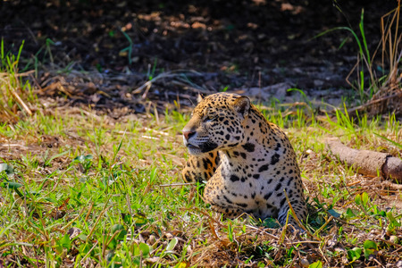 Jaguar, Panthera Onca, on a riverbank, Cuiaba River, Porto Jofre, Pantanal Matogrossense, Mato Grosso, Brazil South Americaの写真素材