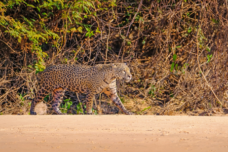 Jaguar, Panthera Onca, Female, Cuiaba River, Porto Jofre, Pantanal Matogrossense, Mato Grosso do Sul, Brazil South Americaの写真素材