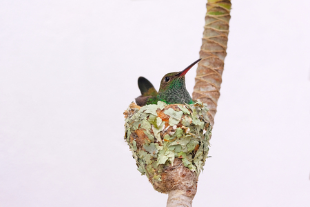 Female Glittering-Bellied Emerald hummingbird, Chlorostilbon Lucidus, sitting in her nest and hatching the eggs, Brazil, South Americaの写真素材