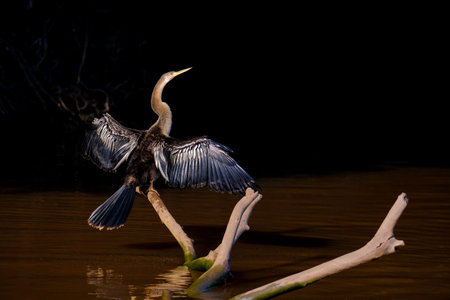 Anhinga, Anhinga Anhinga, also called Snakebird or Darter, drying the open wings on a branch at...