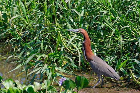 Detail portrait of Rufescent Tiger Heron, Tigrisoma Lineatum, in the nature habitat near Corumba, Pantanal, Mato Grosso, Brazil, South Americaの写真素材