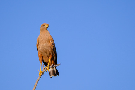 Savanna Hawk, Buteogallus Meridionalis, perched on a branch, Pantanal, Porto Jofre, Mato Groso, Brazil South Americaの写真素材