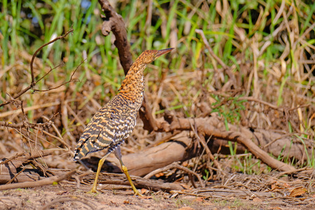 Juvenile young Rufescent Tiger Heron, Tigrisoma Lineatum, in the nature habitat near Porto Jofre, Pantanal, Mato Grosso, Brazil, South Americaの写真素材