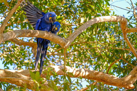Hyacinth Macaw, Anodorhynchus Hyacinthinus, or Hyacinthine Macaw, Pantanal, Mato Grosso do Sul, Brazil, South Americaの写真素材