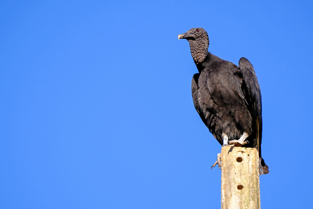 Beautiful Black Vulture, Coragyps Atratus, also known as the American Black Vulture, on a pole in the Brazilian Pantanal, Porto Jofre, Mato Grosso, Brazil, South Americaの写真素材