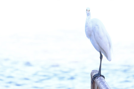 Beatiful portrait close up of Great egret, Egretta Alba, in the Pantanal, Porto Jofre, Mato Grosso Do Sul, Brazil, South Americaの写真素材