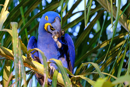 Hyacinth Macaw, Anodorhynchus Hyacinthinus, or Hyacinthine Macaw, Pantanal, Mato Grosso do Sul,...