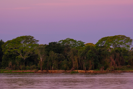 Densely forested shores of the Cuiaba river in the brazilian Pantanal, beautiful sunset light, Porto Jofre, Mato Grosso Do Sul, Brazil, South Americaの写真素材
