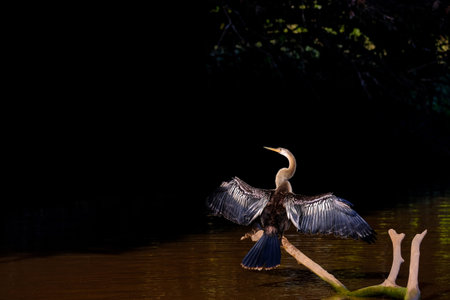 Anhinga, Anhinga Anhinga, also called Snakebird or Darter, drying the open wings on a branch at...