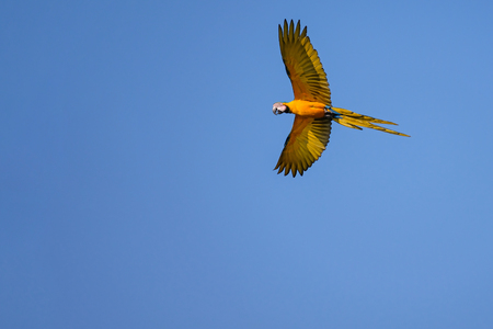 Flying Blue And Yellow Macaw parrot, Ara Ararauna, palm lagoon Lagoa das Araras, Bom Jardim, Nobres, Mato Grosso, Brazil, South Americaの写真素材