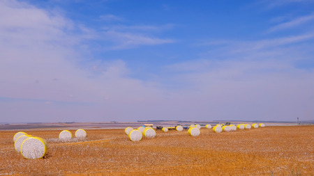 Round bales of freshly harvested cotton wrapped in yellow plastic, laying in the field in Campo Verde, Mato Grosso, Brazil, South Americaの写真素材