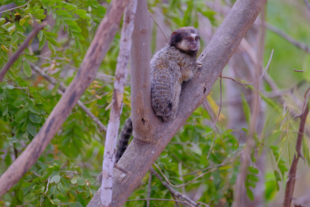 Black Tufted Marmoset, Callithrix Penicillata, sitting on a branch in the trees at Poco Encantado,...