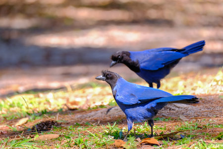 Azure Jay, Gralha Azul or Blue Jackdaw bird, Cyanocorax Caeruleus, Camping Red River State Park, Parque Estadual Rio Vermelho, Florianopolis, Santa Catarina, Brazil, South Americaの写真素材